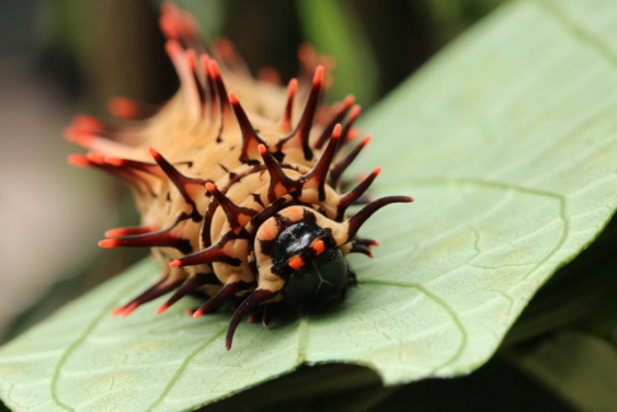 Caterpillar. Image credit: Kit Lee
